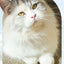 7df0b036c08641c7810842f59b3a8868-Max-Origin