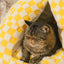 ad068ed2f3014104894d81403f7661ed-Max-Origin